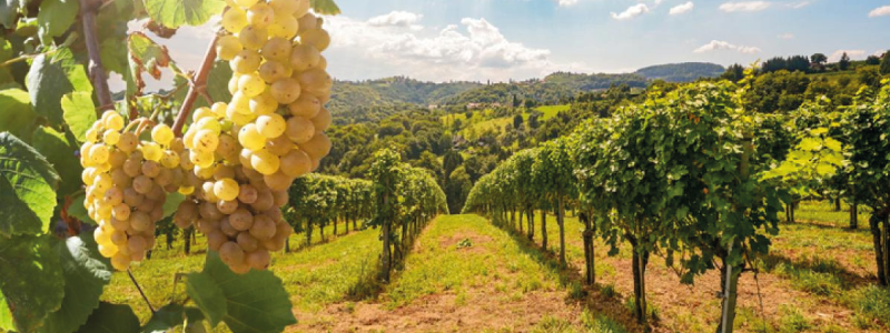 La sanzione per divieto di nuovi vigneti si prescrive dal momento della rimozione dell’impianto.