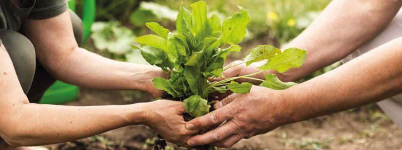 Per avere il sostegno all’agricoltura conta solo l’effettivo utilizzo dei terreni.